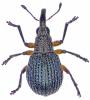 Oryxolaemus flavifemoratus